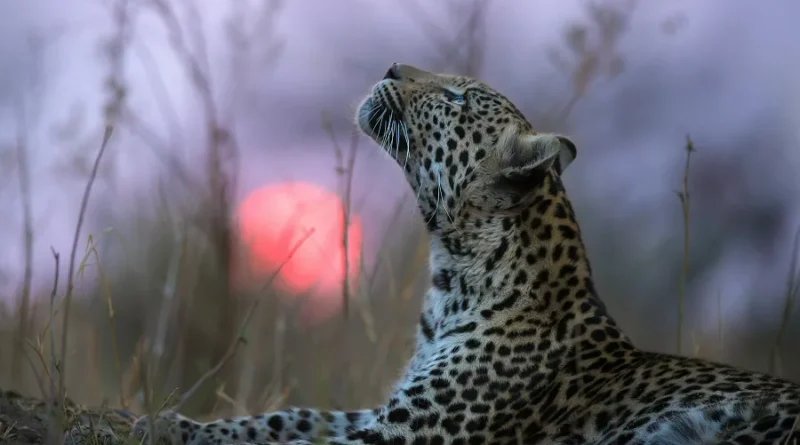 Remembering Wildlife – Leopards – Professional Photo