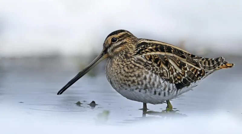 Andy Rouse: The Wildman Diaries – The Snipe